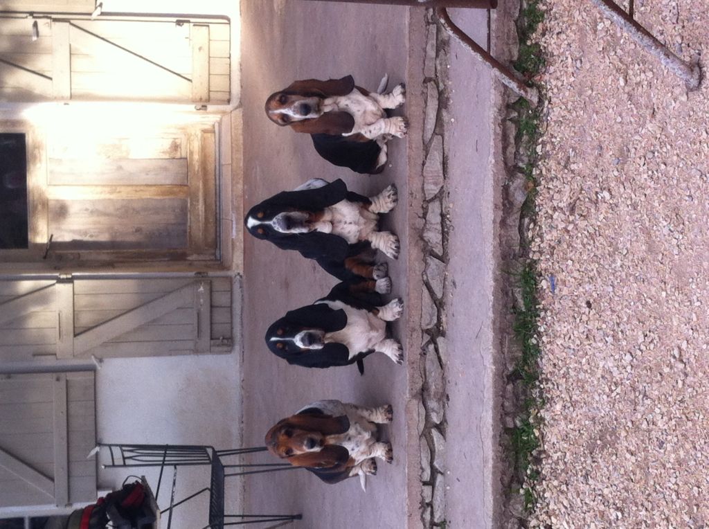 des collines de piqueboufigue - A vendre jeunes chiens et adultes au LOF.