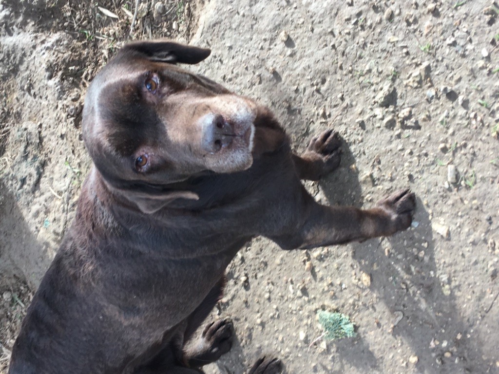 des collines de piqueboufigue - Femelle Labrador chocolat à placer pour retraite