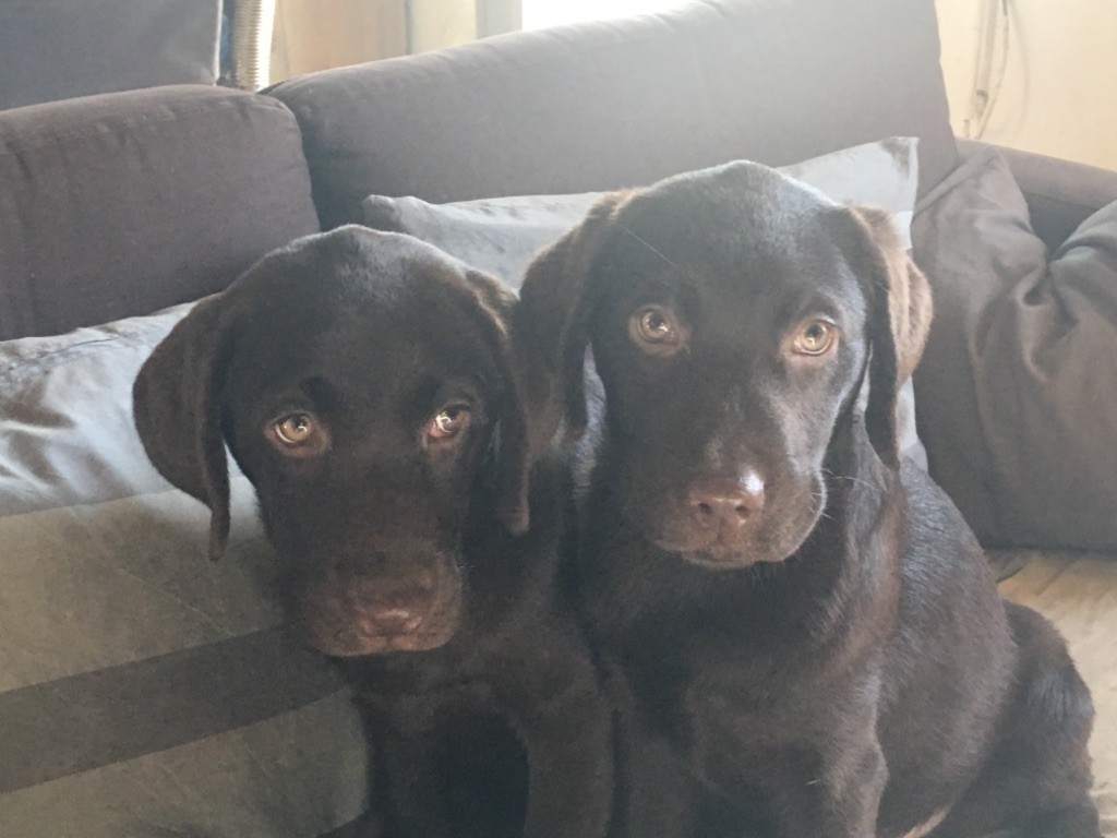 des collines de piqueboufigue - Chiots LOF labrador Chocolat disponible reste 1 mâle et 2 femelles !