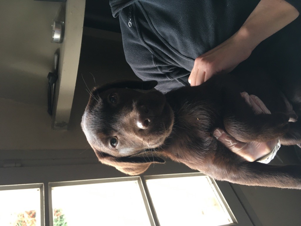 Chiot Labrador Retriever des collines de piqueboufigue