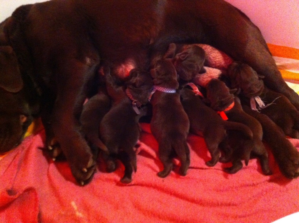 Chiot Labrador Retriever des collines de piqueboufigue